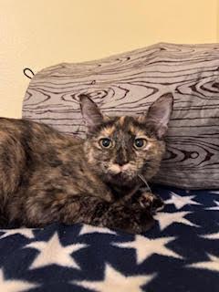 Serena (6562), a Adoptable Tortoiseshell in Wesley Chapel, FL image 2/3