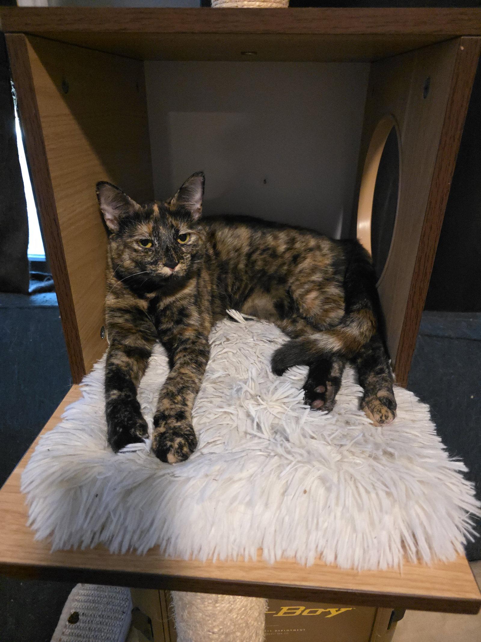 Enlarge Serena (6562), a Adoptable Tortoiseshell in Wesley Chapel, FL image 2/3