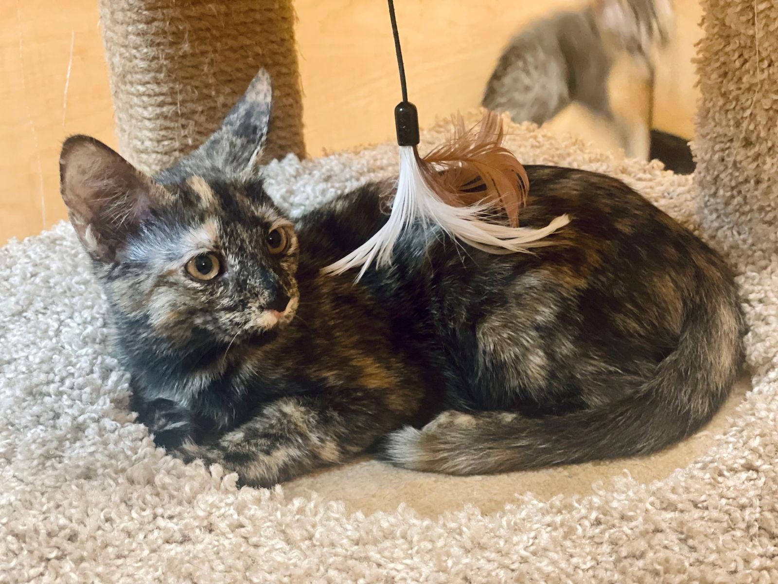 Serena (6562), a Adoptable Tortoiseshell in Wesley Chapel, FL image 3/3