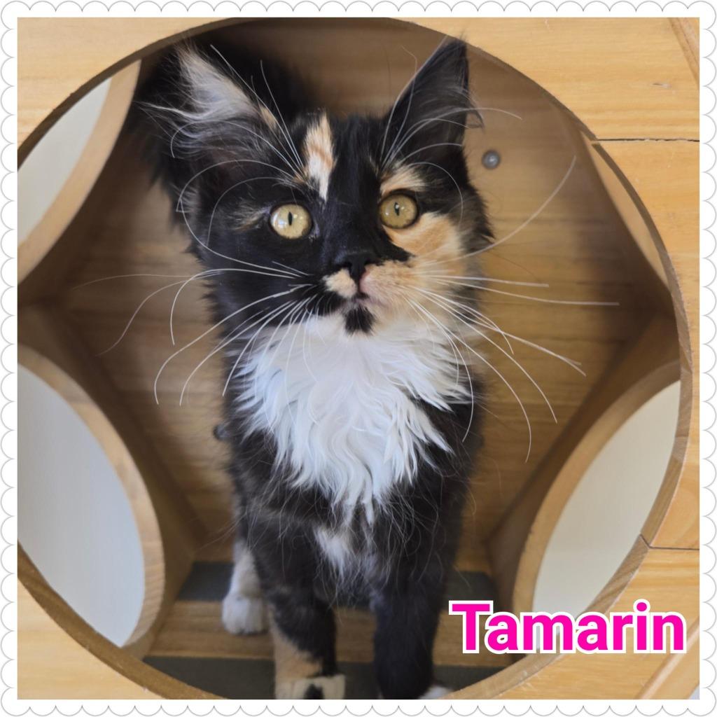 Tamarin (n.k.a. Asali), Adopted, Young Female Domestic Medium Hair.