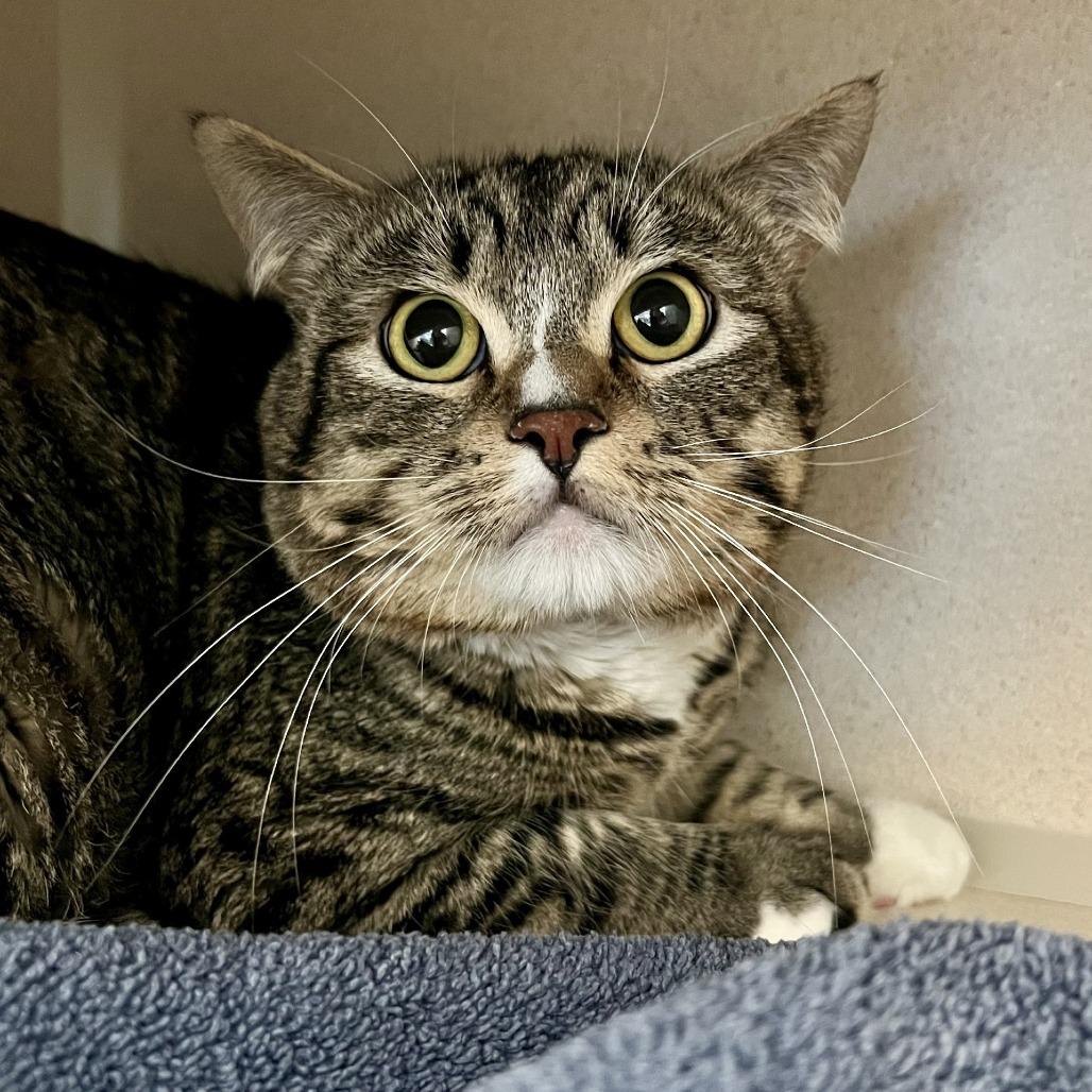 Enlarge Pieman, a Adoptable Domestic Short Hair in Tacoma, WA image 1/1