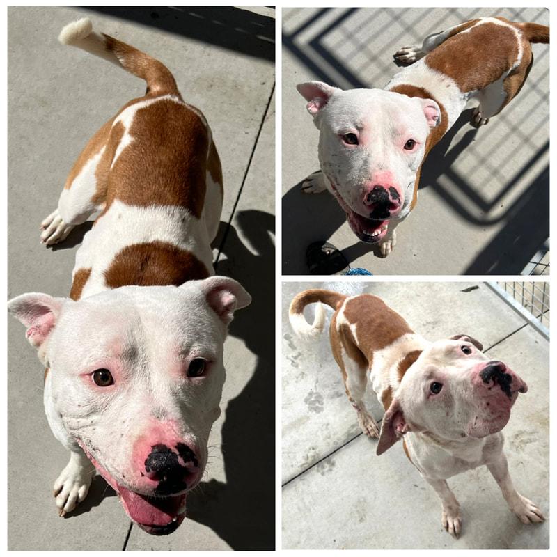 Luffy, Adoptable, Adult Male Pit Bull Terrier.