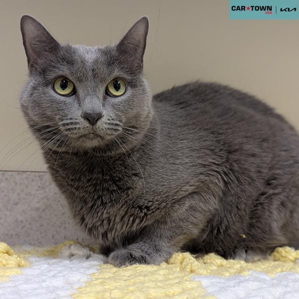 Luna, Adoptable, Adult Female Domestic Short Hair.