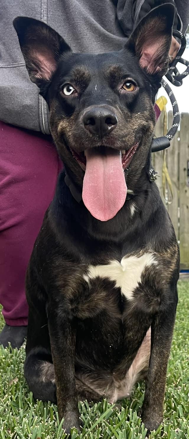 Enlarge LB, a Adoptable mixed breed in Hudson, NY image 4/4