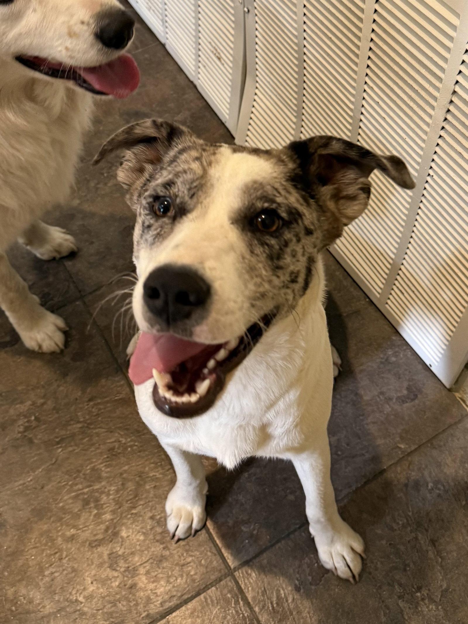 Enlarge Cami, a Adopted Australian Shepherd in Texarkana, TX image 3/3