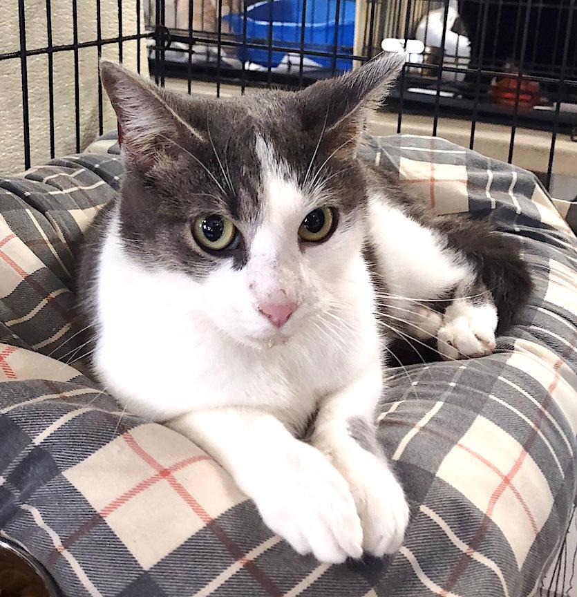 Lyra, a Adopted Domestic Short Hair in Albemarle, NC image 1/2