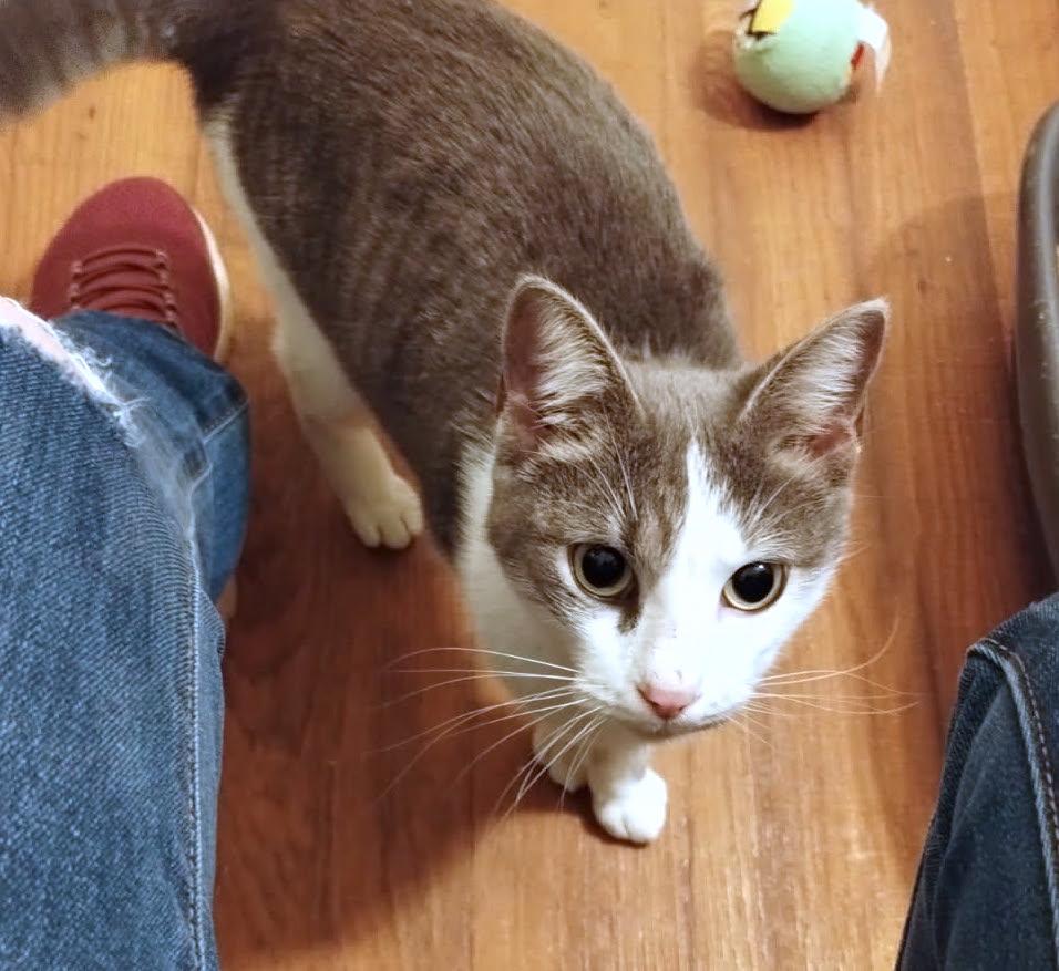 Lyra, a Adopted Domestic Short Hair in Albemarle, NC image 2/2