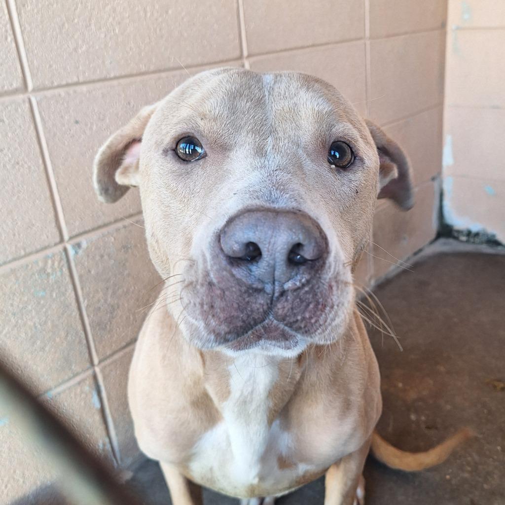 Big Mac, Adoptable, Adult Male Pit Bull Terrier.