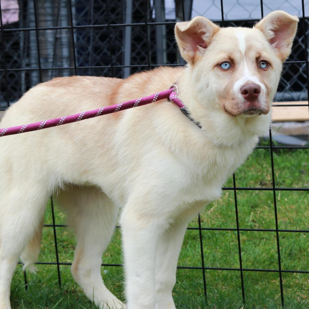Enlarge CT Selene, a Adoptable mixed breed in Eastford, CT image 1/5