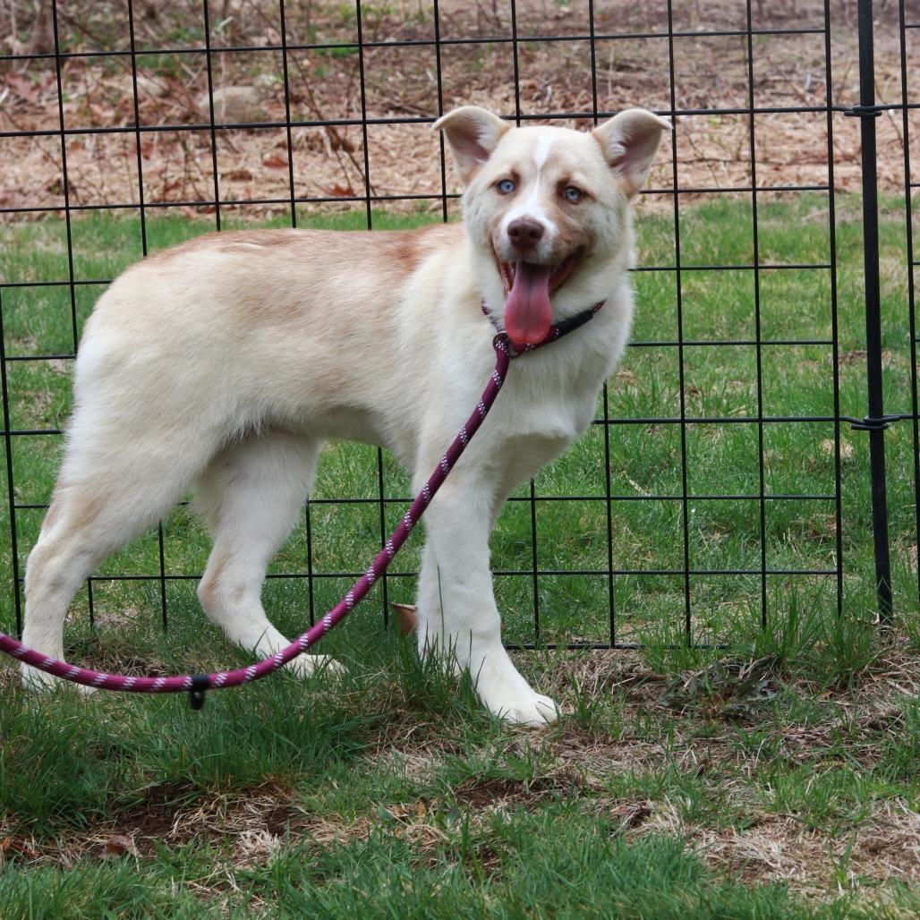 Enlarge CT Selene, a Adoptable mixed breed in Eastford, CT image 3/5