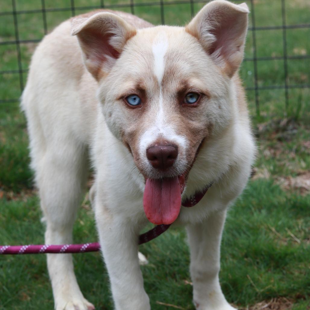 Enlarge CT Selene, a Adoptable mixed breed in Eastford, CT image 5/5