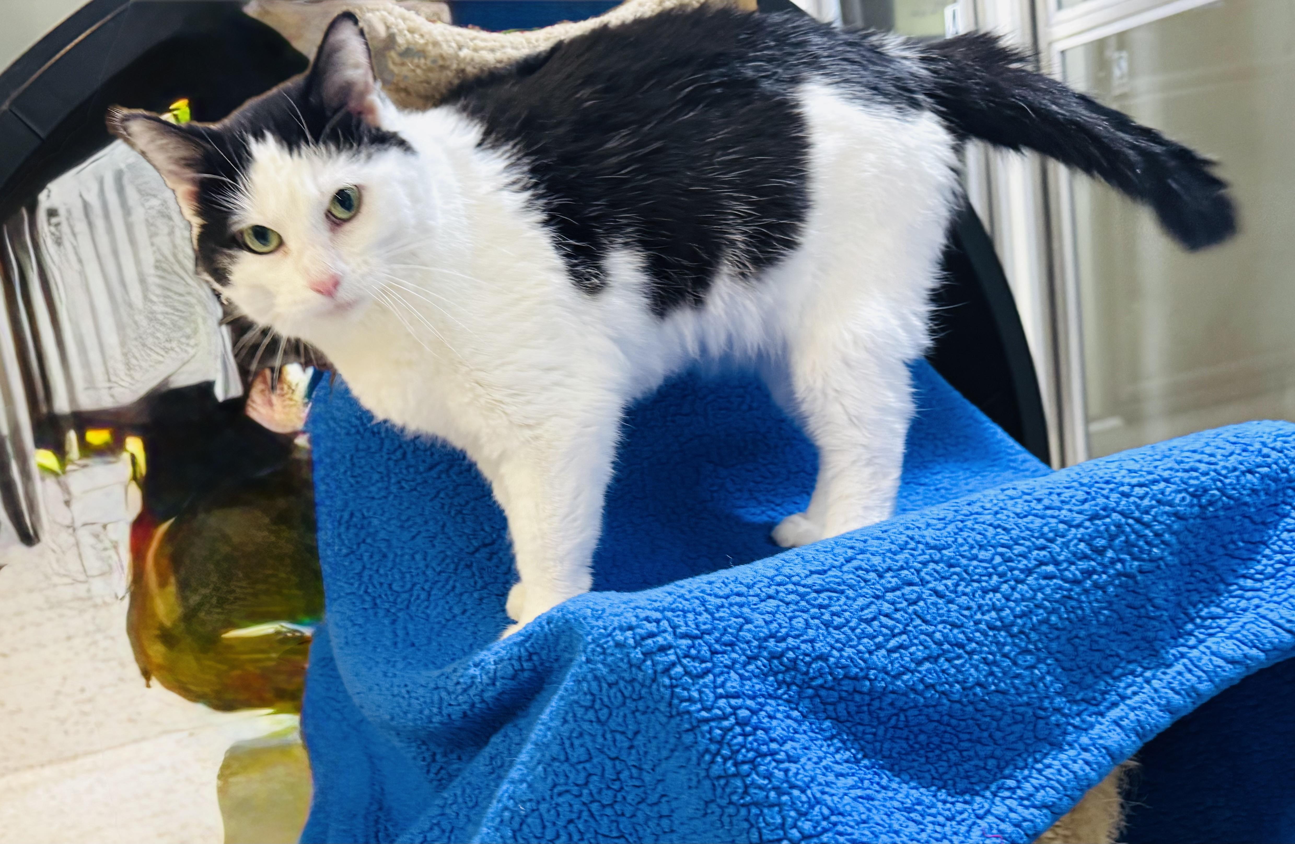 Enlarge Willow, a Adoptable Domestic Short Hair in Walker, MI image 5/6