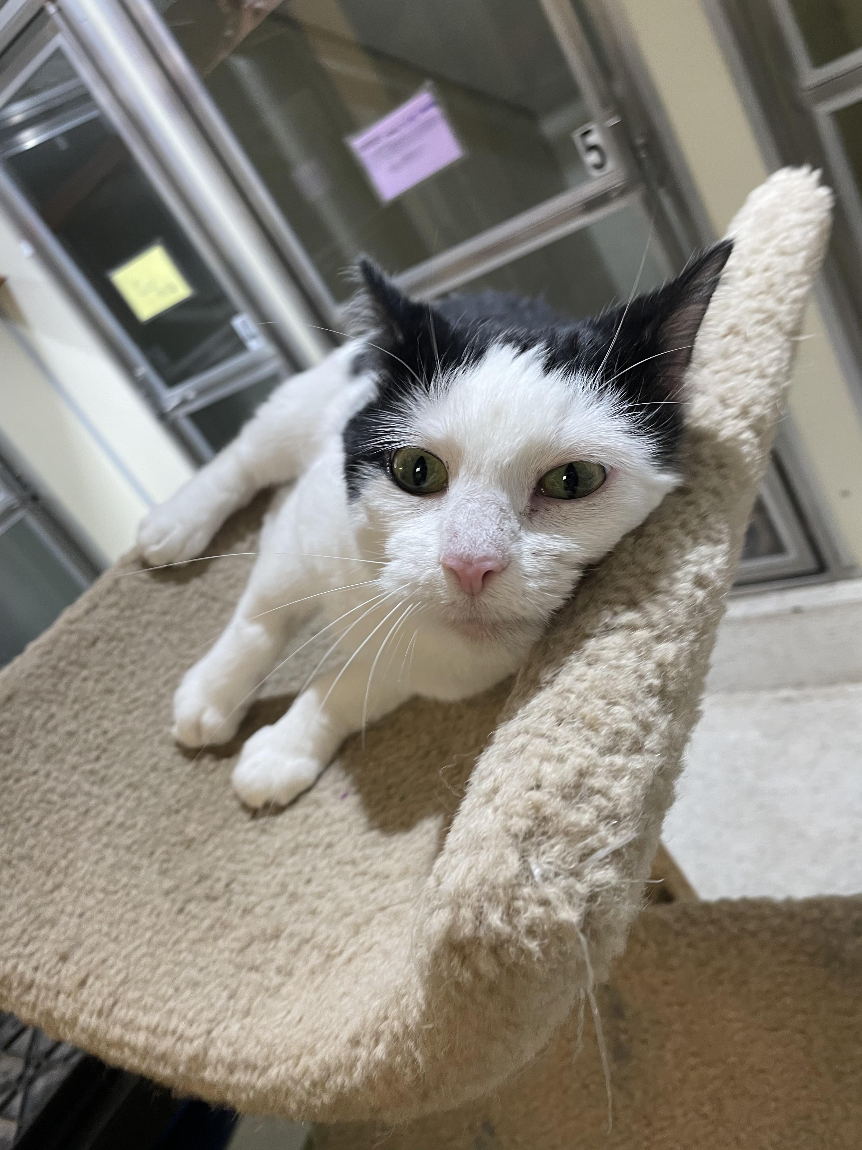 Enlarge Willow, a Adoptable Domestic Short Hair in Walker, MI image 1/3
