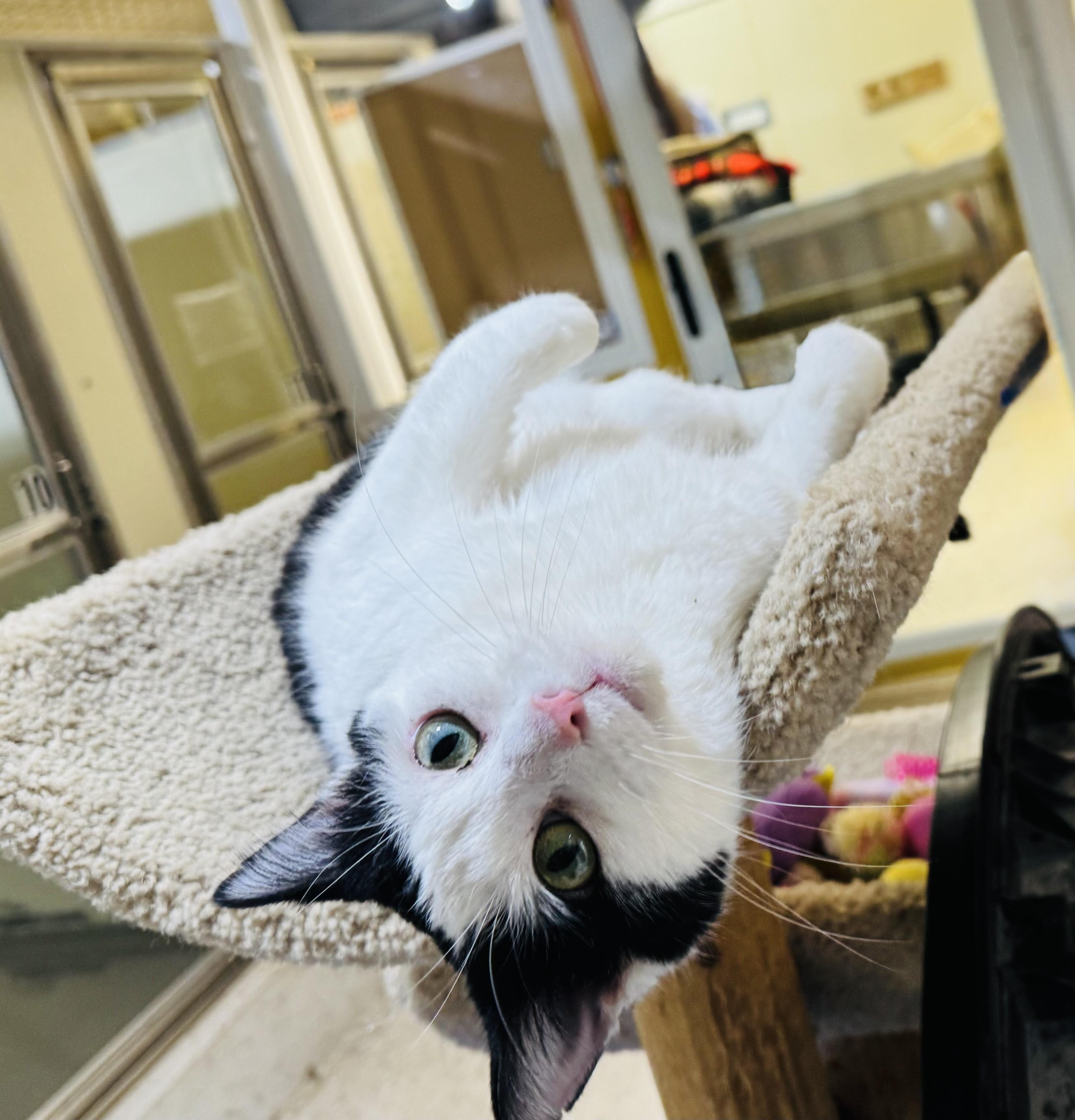 Enlarge Willow, a Adoptable Domestic Short Hair in Walker, MI image 6/6