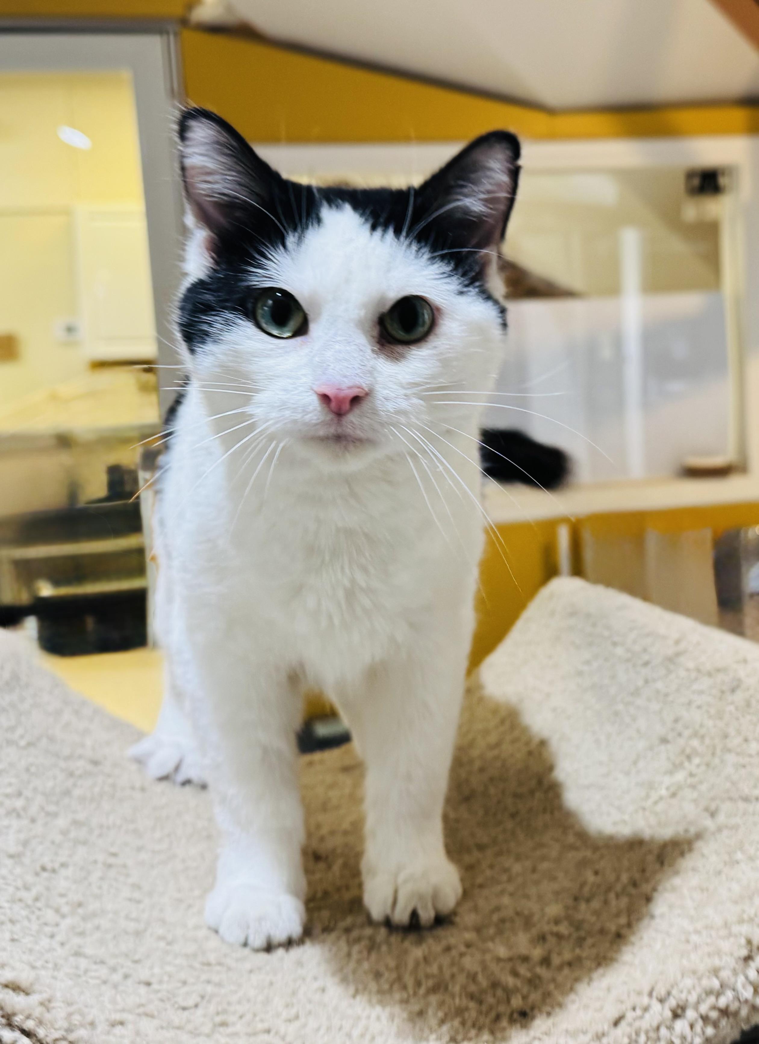 Enlarge Willow, a Adoptable Domestic Short Hair in Walker, MI image 1/6