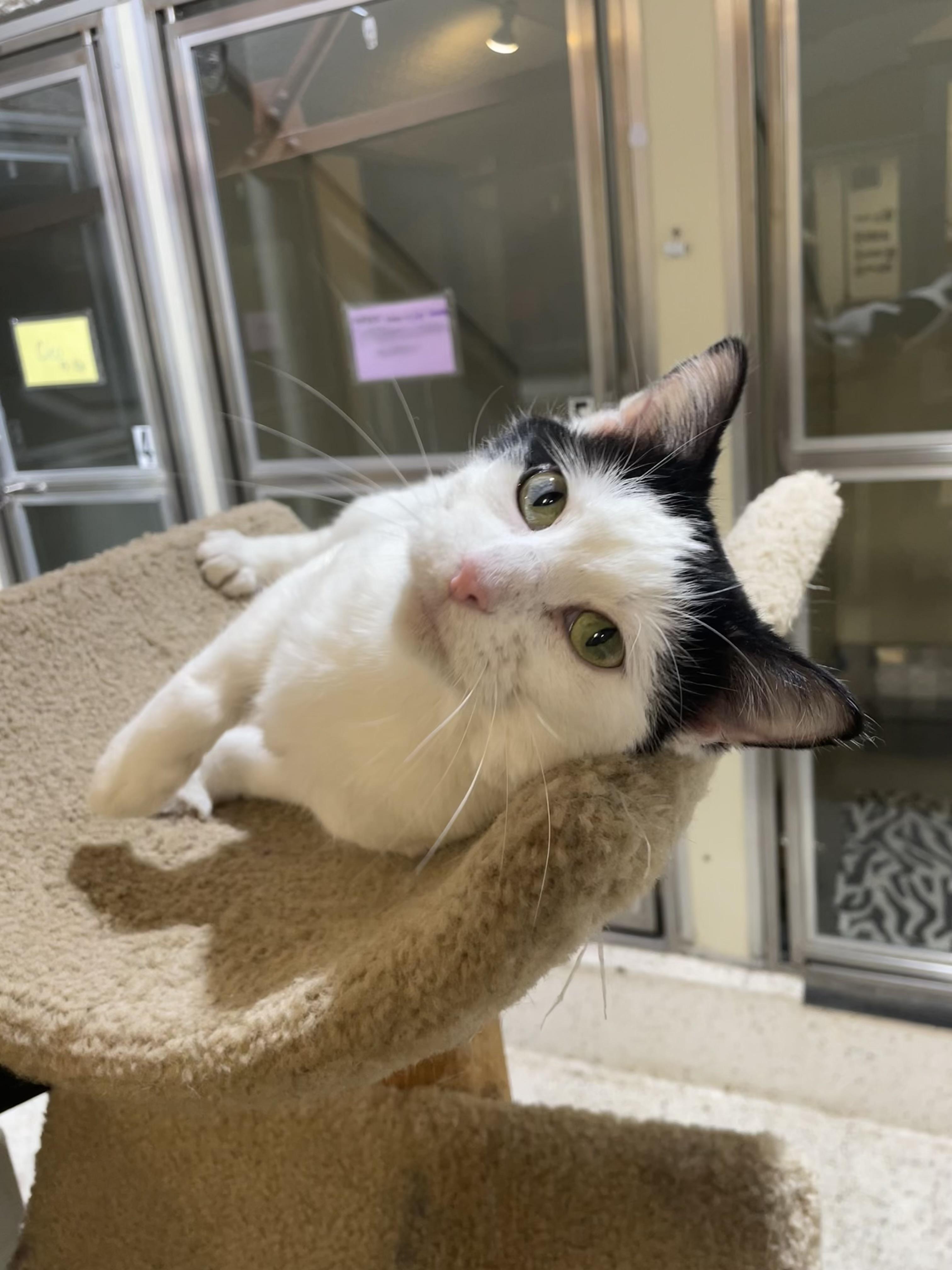 Enlarge Willow, a Adoptable Domestic Short Hair in Walker, MI image 2/3