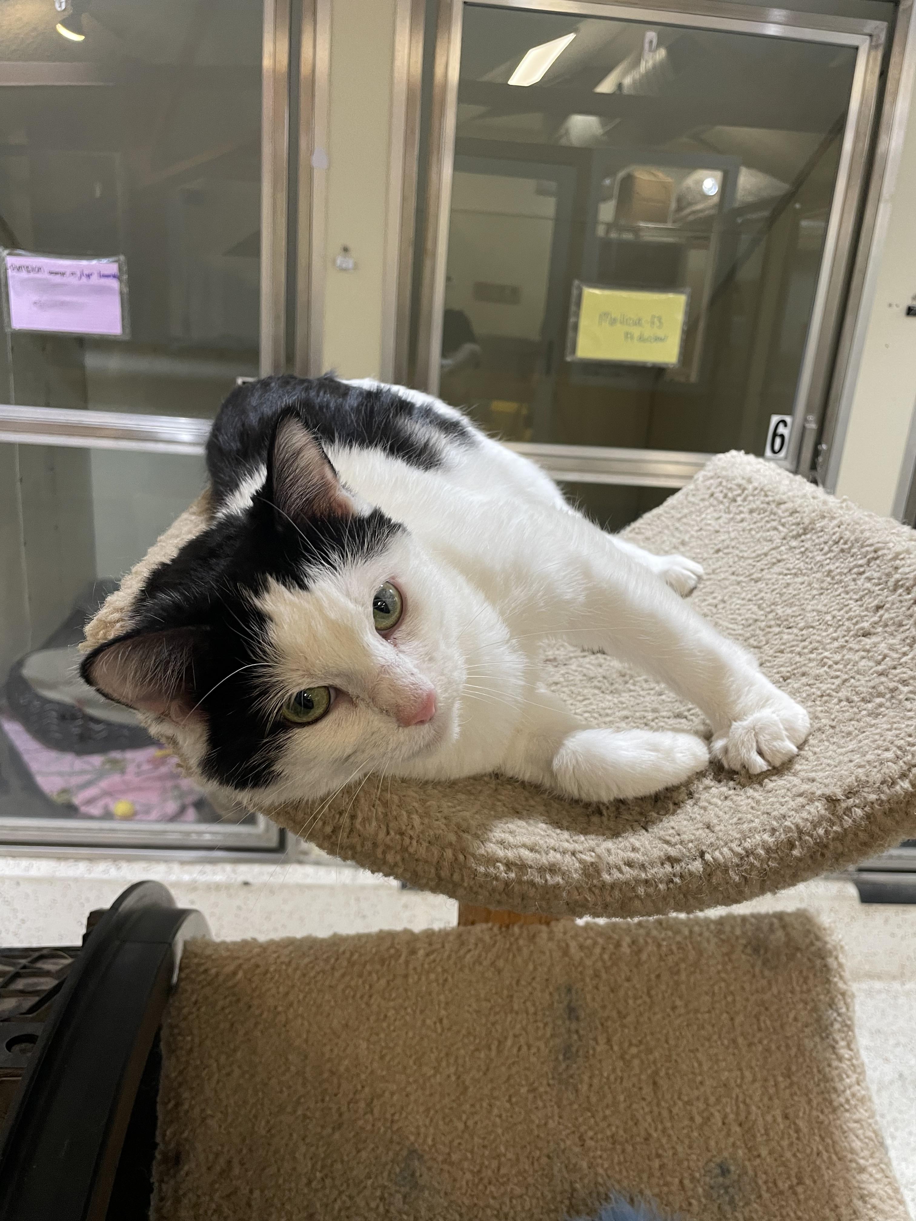 Enlarge Willow, a Adoptable Domestic Short Hair in Walker, MI image 3/3