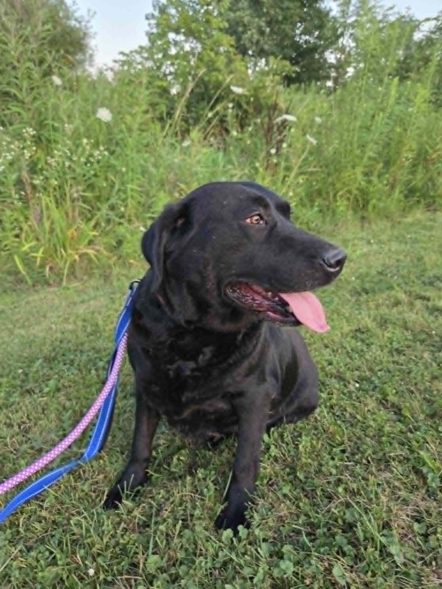 Bonnie-Not Accepting Applications Yet, a ADOPTABLE Black Labrador Retriever in Medina, OH image 3/6