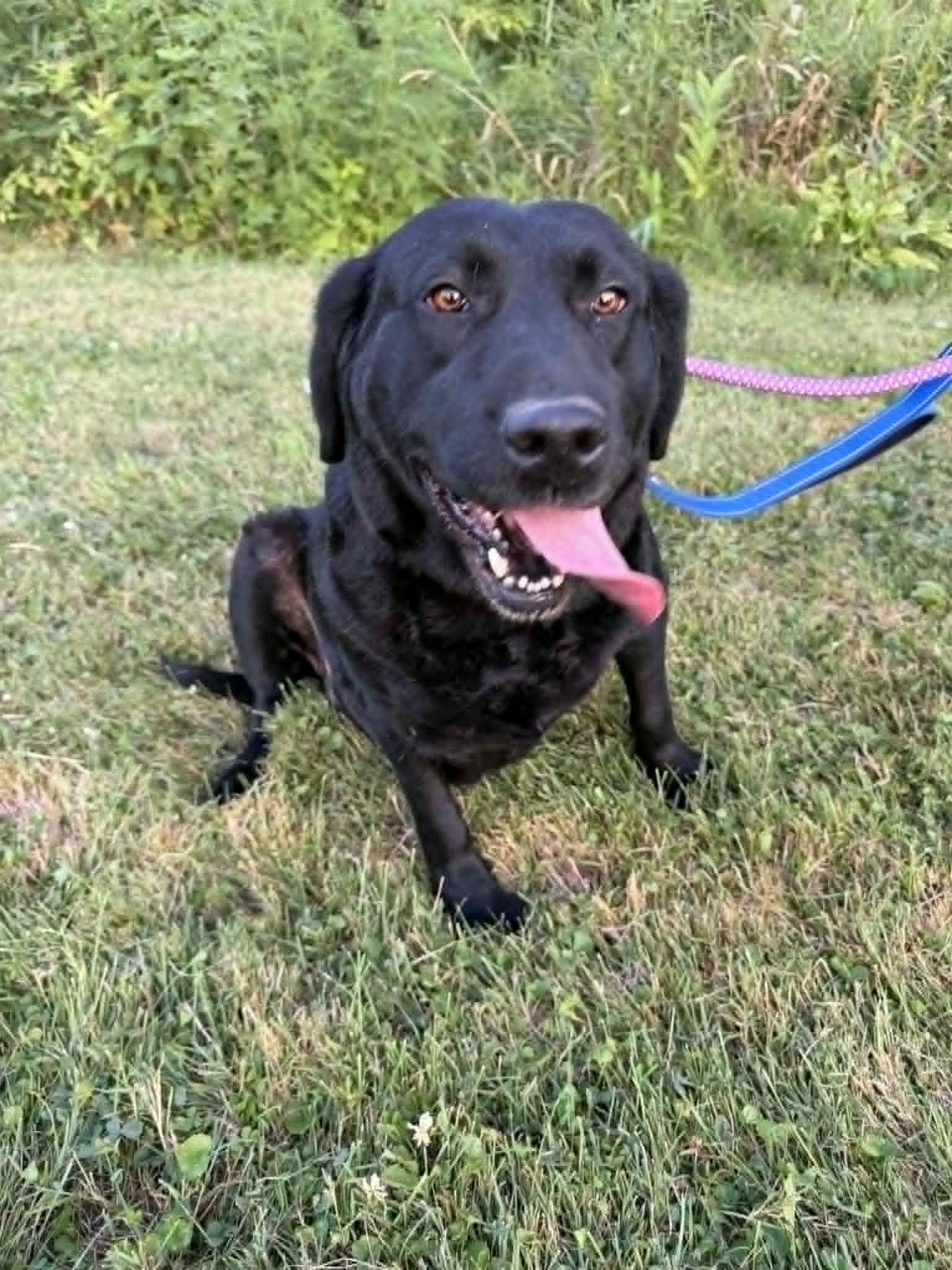 Bonnie-Not Accepting Applications Yet, ADOPTABLE, Adult Female Black Labrador Retriever.