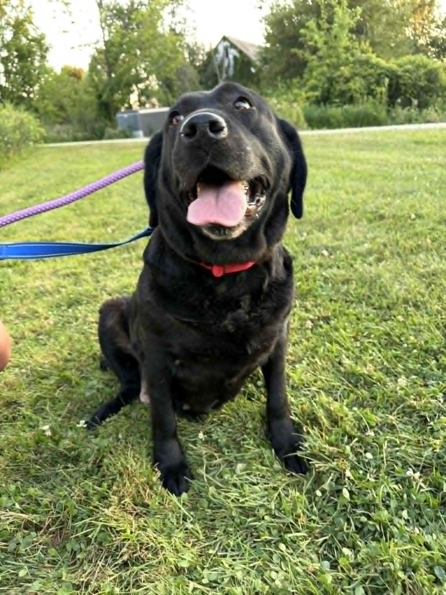 Bonnie-Not Accepting Applications Yet, a ADOPTABLE Black Labrador Retriever in Medina, OH image 2/6