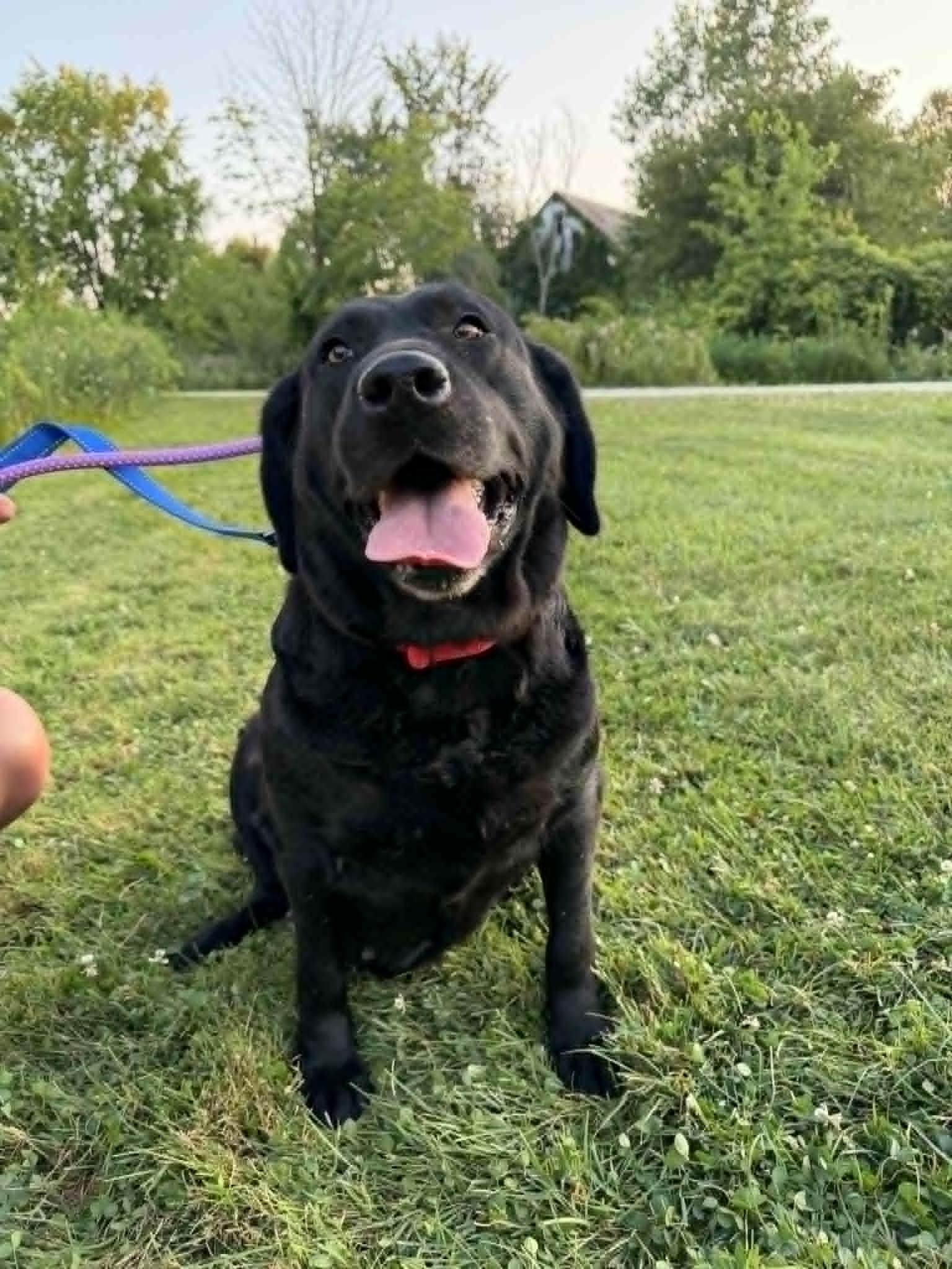 Bonnie-Not Accepting Applications Yet, a ADOPTABLE Black Labrador Retriever in Medina, OH image 4/6