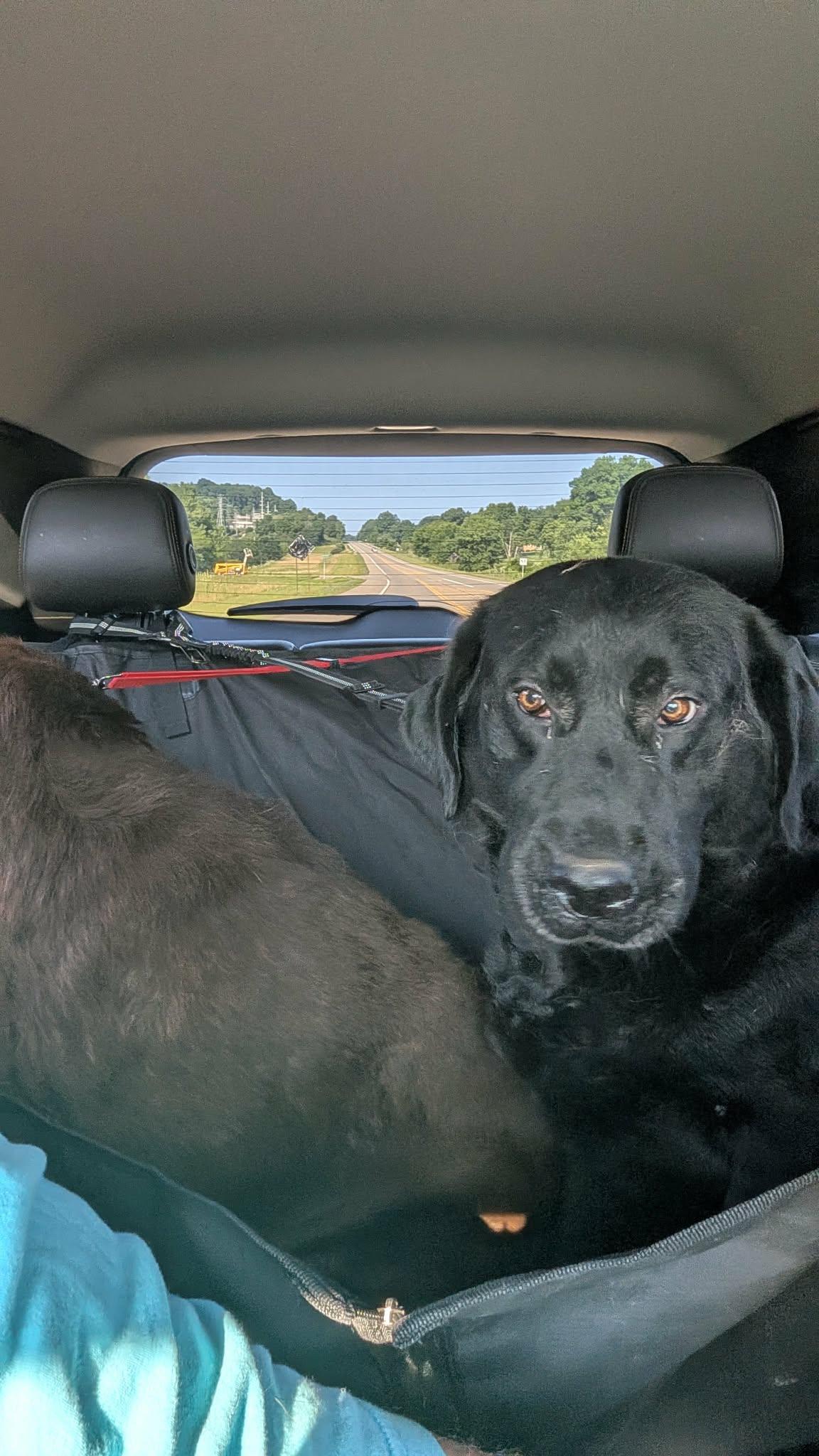 Bonnie-Not Accepting Applications Yet, a ADOPTABLE Black Labrador Retriever in Medina, OH image 6/6