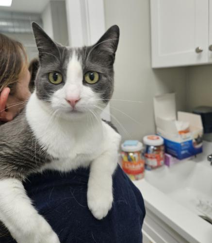 Rowdy, Adoptable, Adult Female Domestic Short Hair.