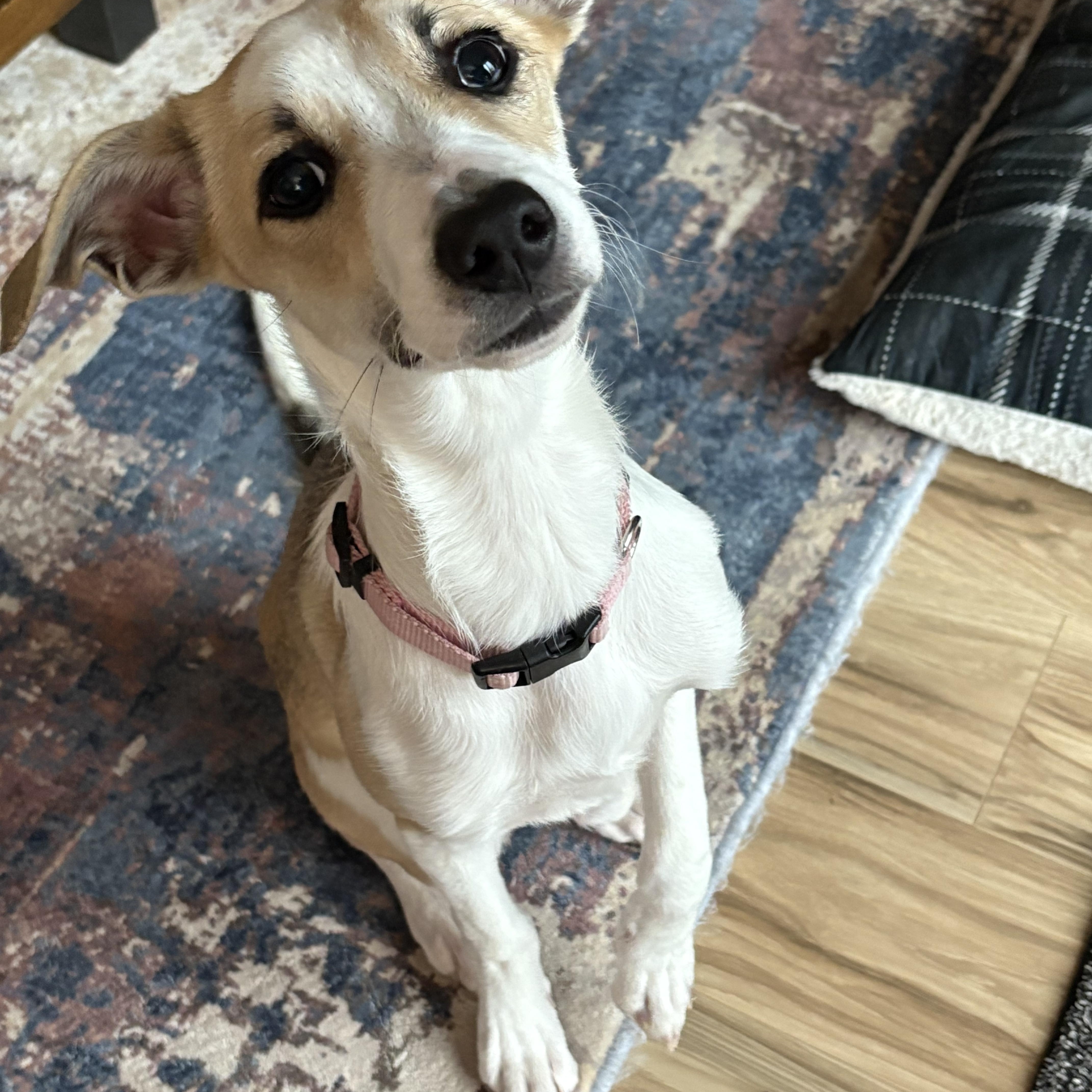 Latte, a Adoptable mixed breed in Elkhorn, WI image 2/4