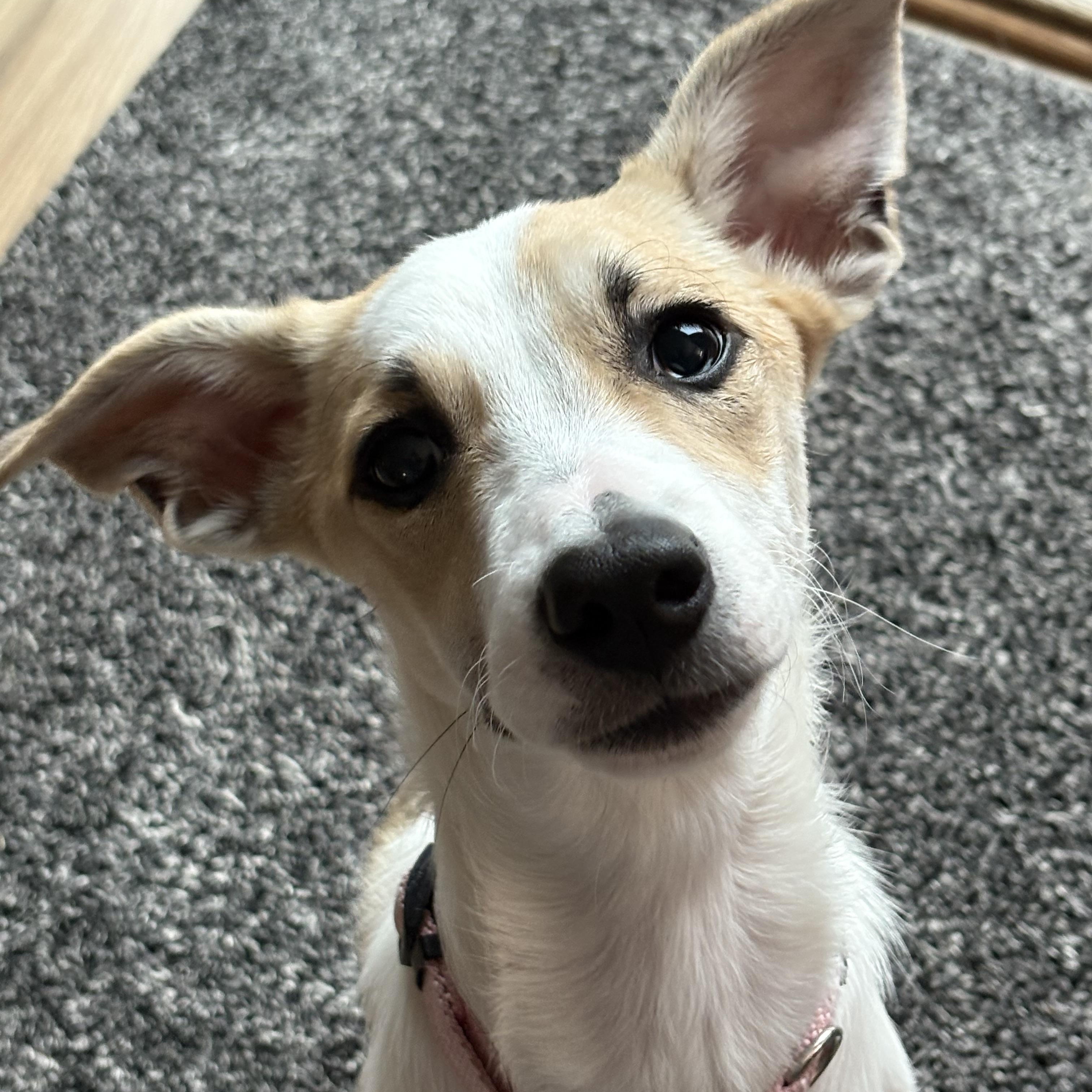 Latte, a Adoptable mixed breed in Elkhorn, WI image 3/4