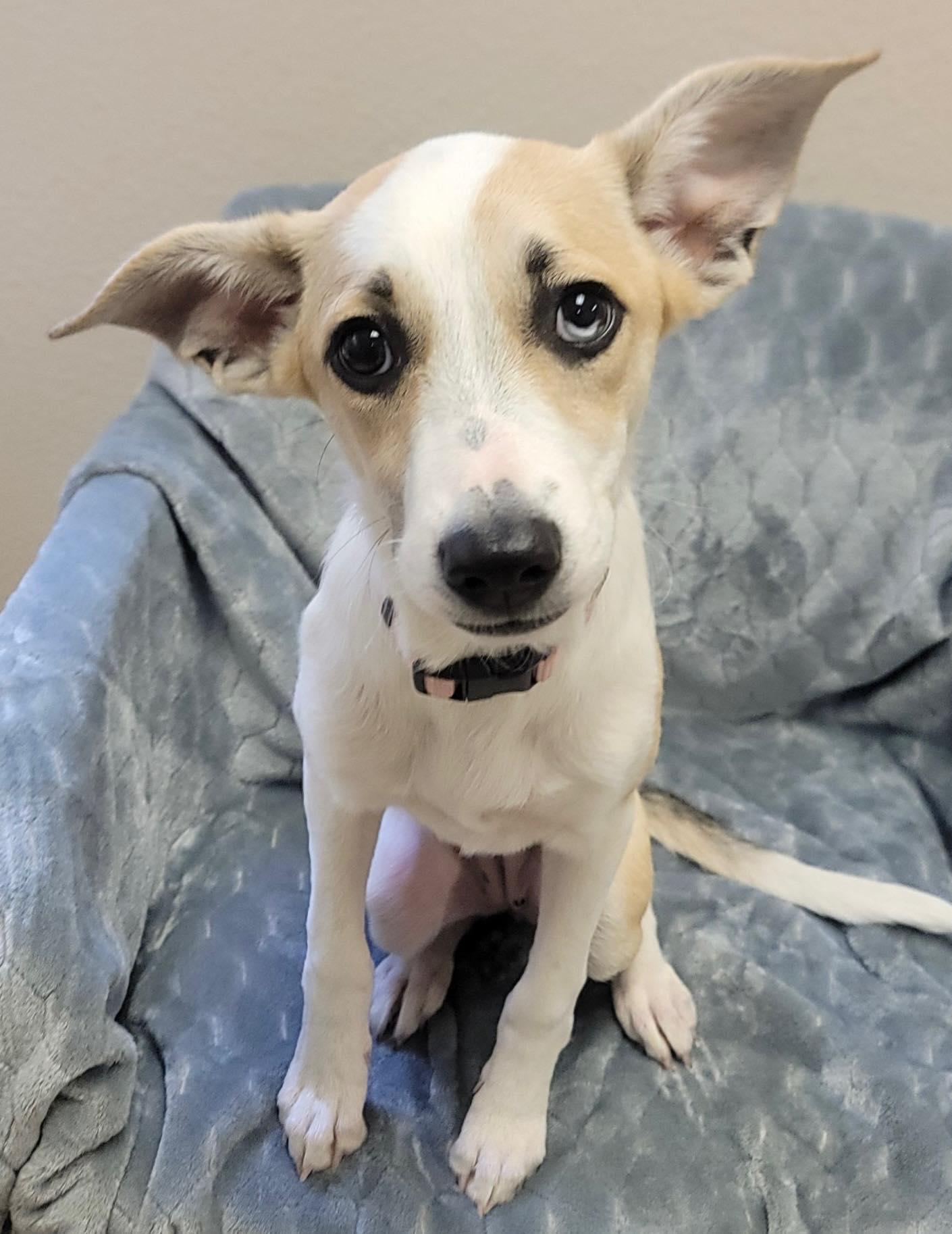 Enlarge Latte, a Adoptable mixed breed in Elkhorn, WI image 1/1