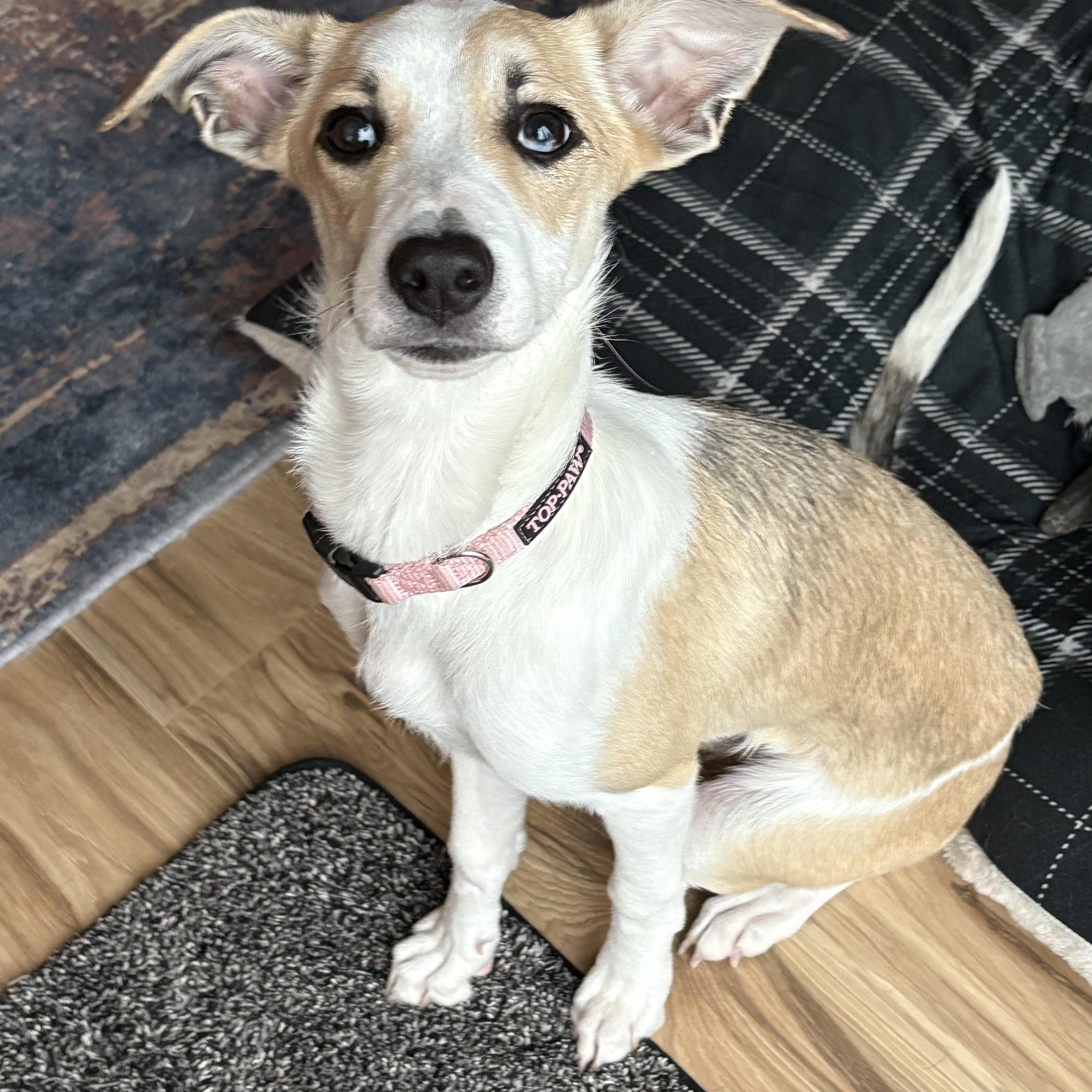 Latte, Adoptable, Young Female Australian Shepherd.