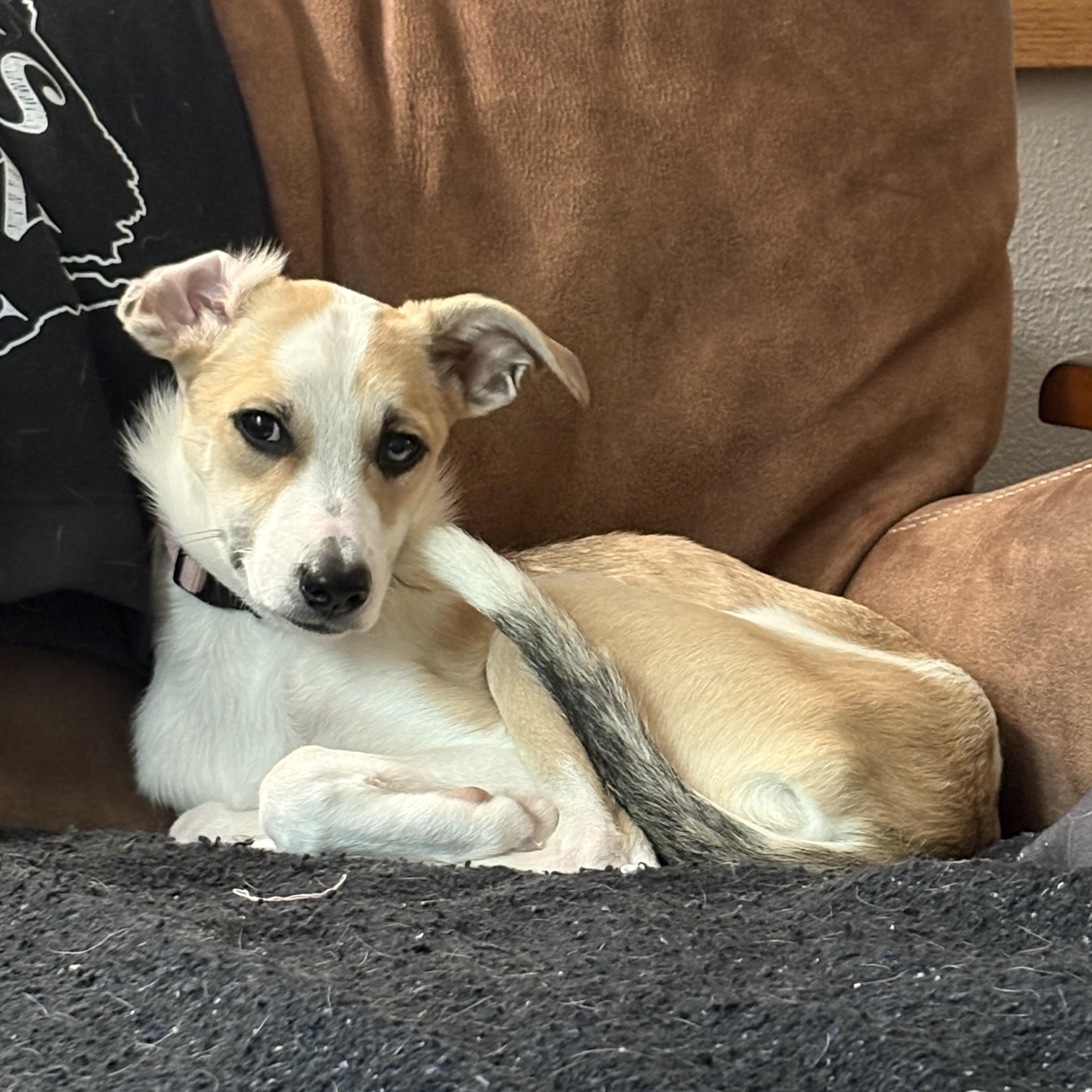 Latte, a Adoptable mixed breed in Elkhorn, WI image 4/4