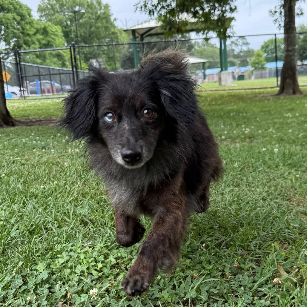 Theo, Adoptable, Adult Male Dachshund (Long Haired) & Australian Shepherd.