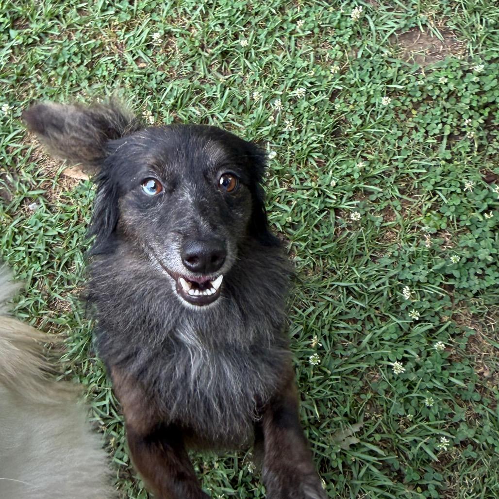 Enlarge Theo, a Adoptable mixed breed in Baton Rouge, LA image 2/6