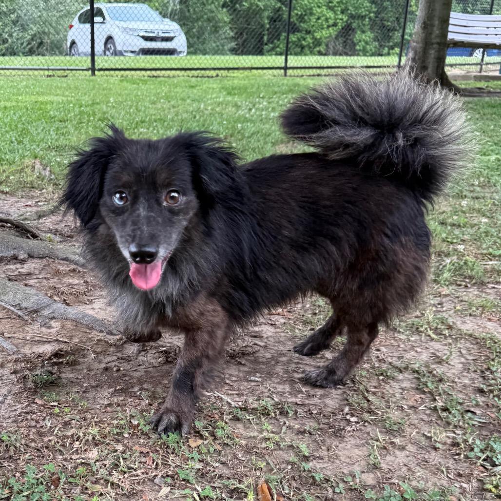 Enlarge Theo, a Adoptable mixed breed in Baton Rouge, LA image 3/6