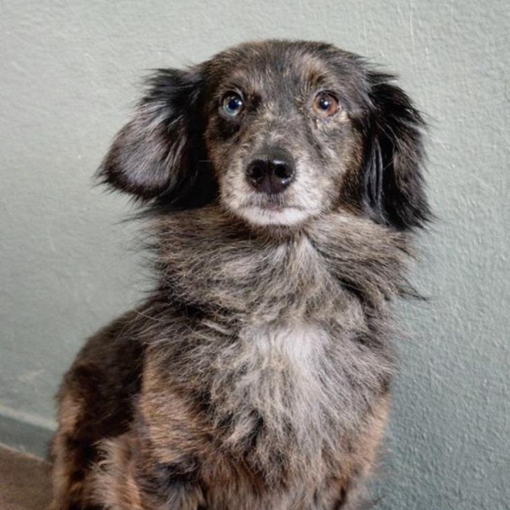 Enlarge Theo, a Adoptable mixed breed in Baton Rouge, LA image 5/6
