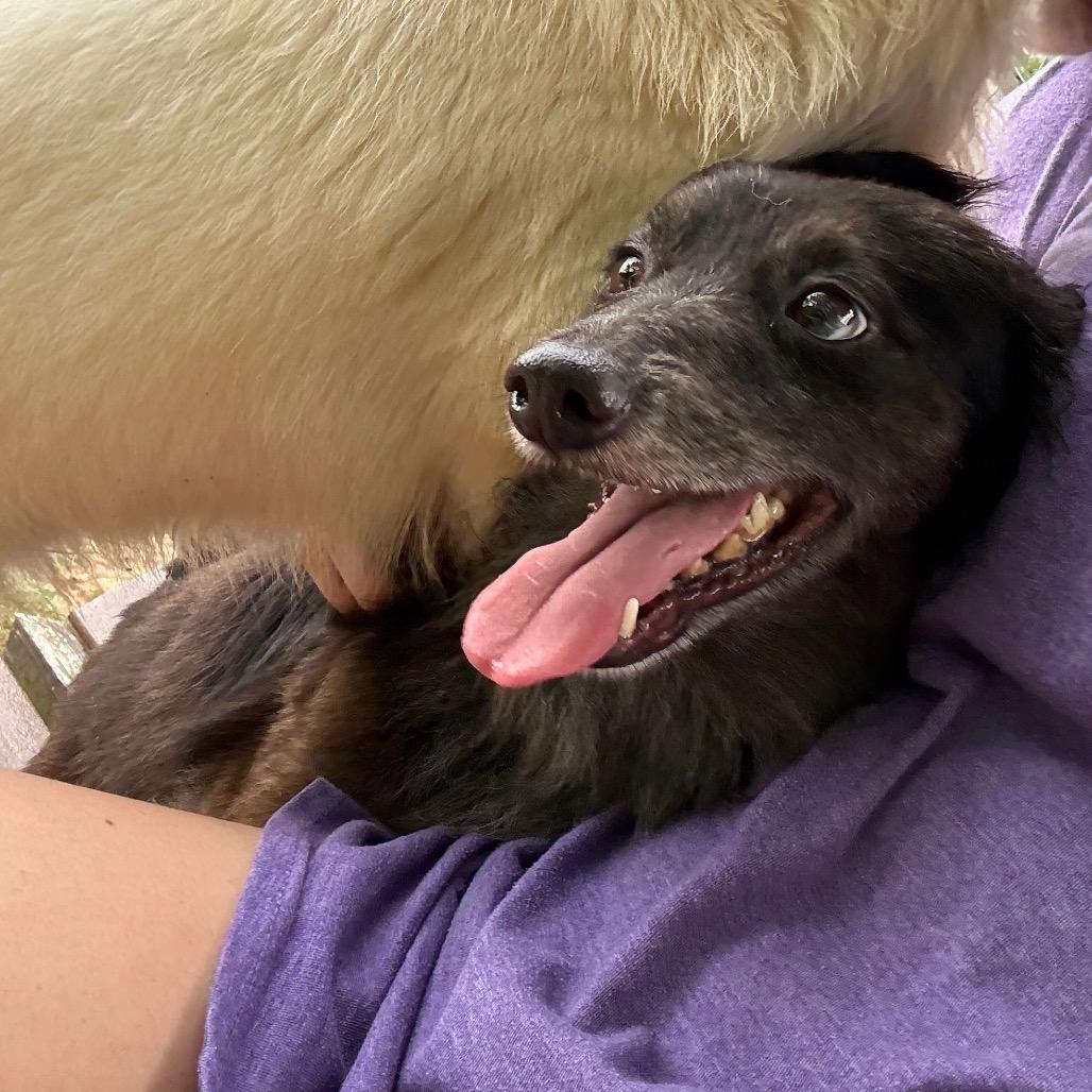 Enlarge Theo, a Adoptable mixed breed in Baton Rouge, LA image 6/6