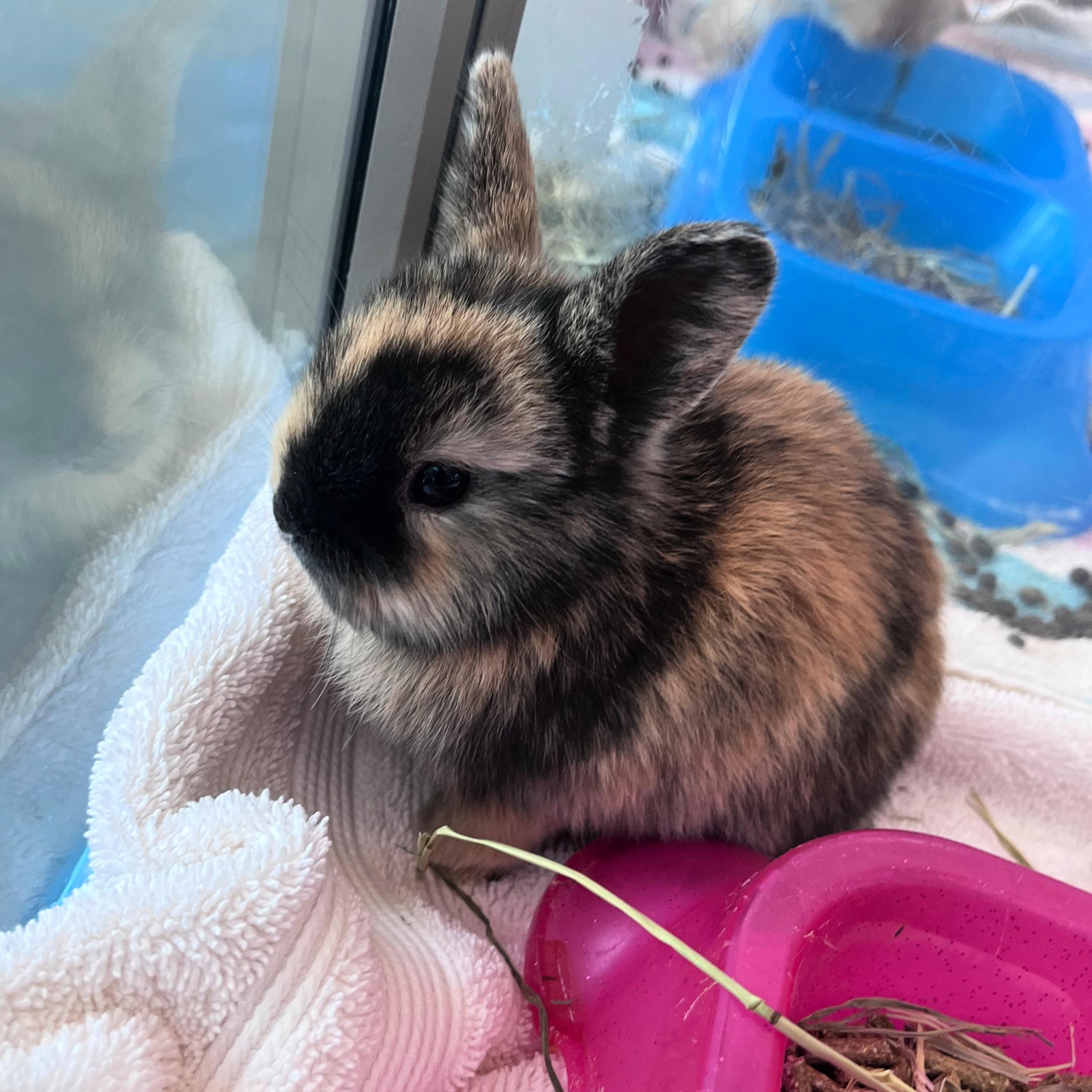 Binky, adopted, Baby Female Bunny Rabbit.