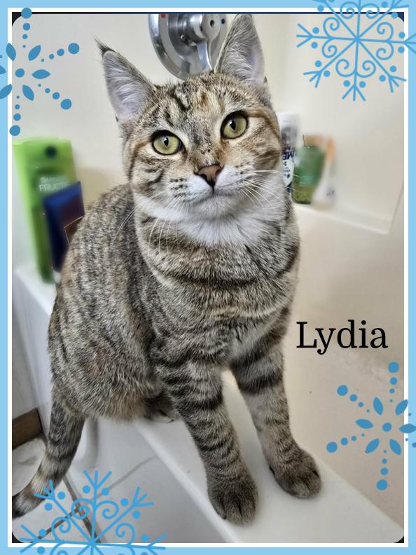 Enlarge Lydia, a Adoptable Domestic Short Hair in Valley City, ND image 1/2