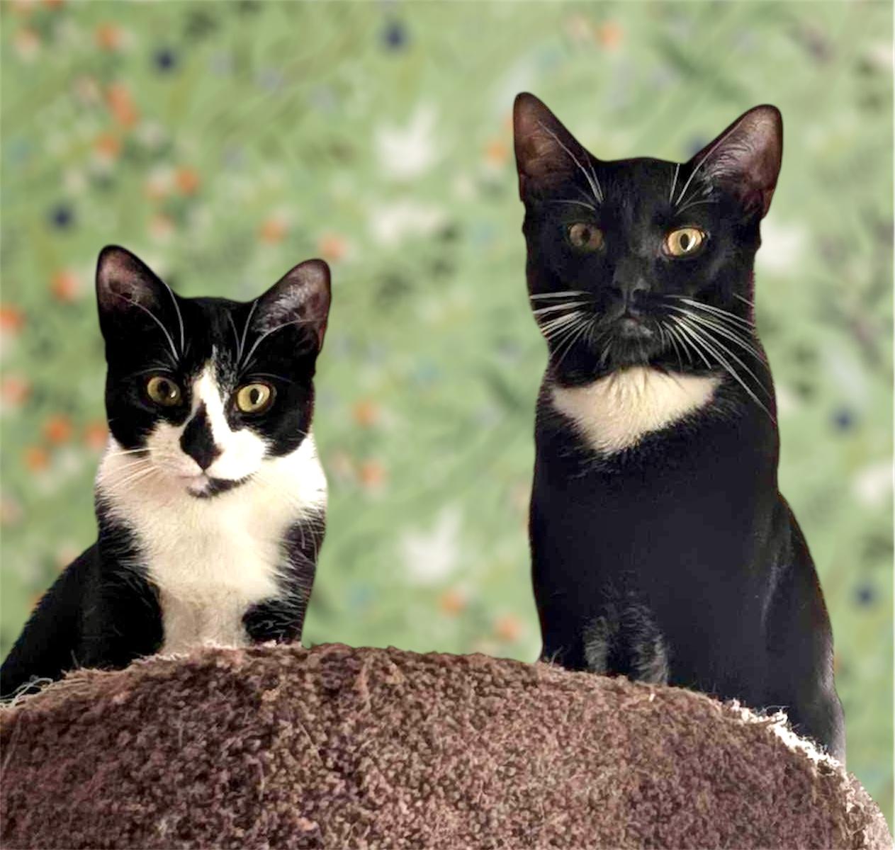 Noah & Wyle - prime time pals!, Young Male unknown
