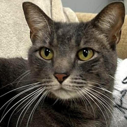 Enlarge Sebastian, a Adoptable Domestic Short Hair in Shawnee, KS image 1/6