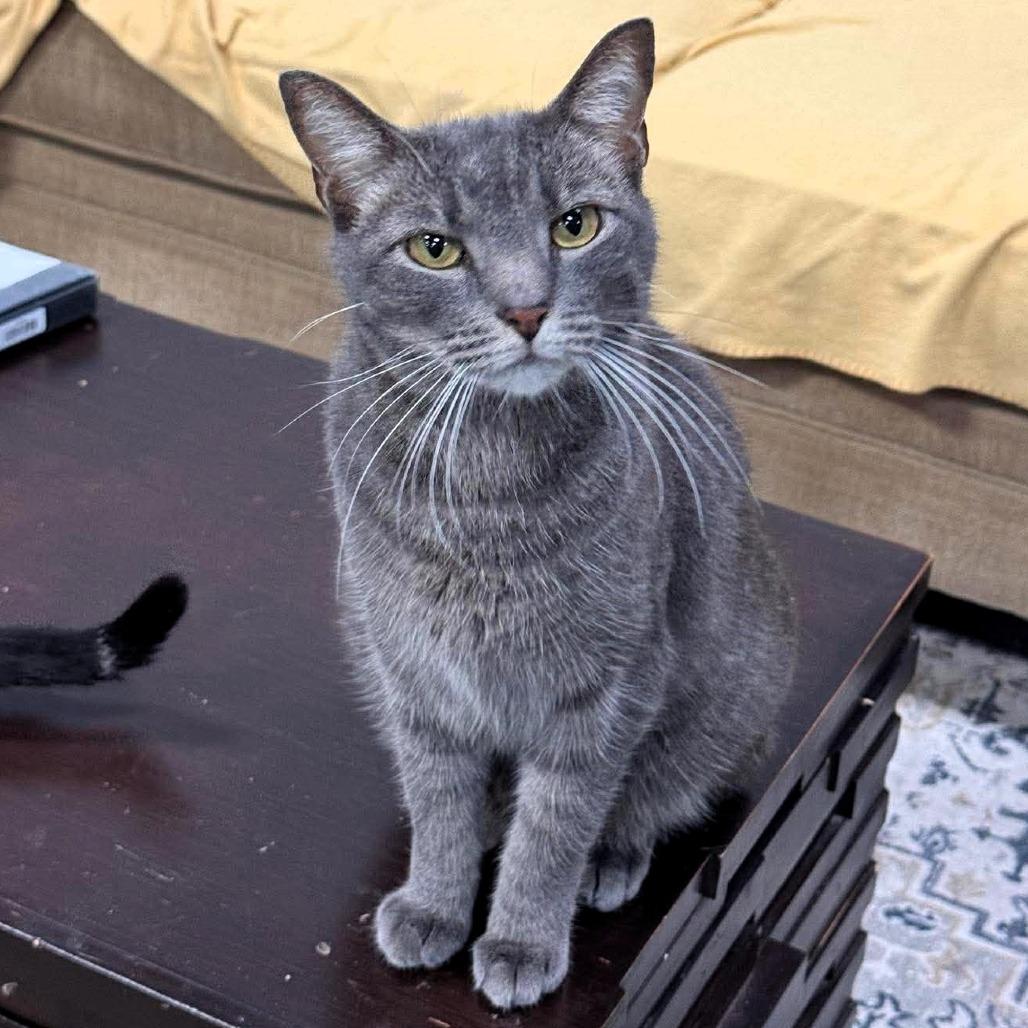 Enlarge Sebastian, a Adoptable Domestic Short Hair in Shawnee, KS image 2/6