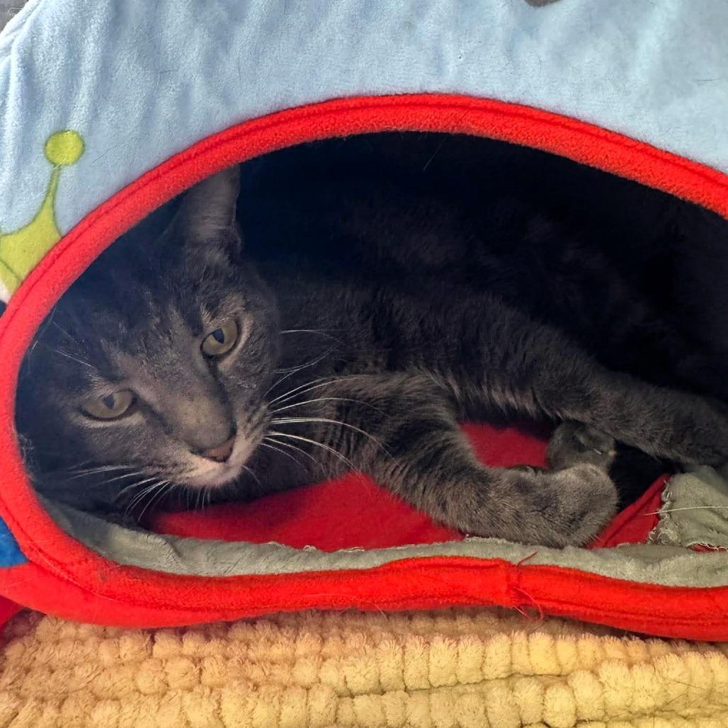 Enlarge Sebastian, a Adoptable Domestic Short Hair in Shawnee, KS image 3/6