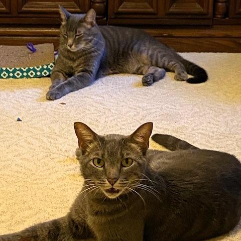 Enlarge Sebastian, a Adoptable Domestic Short Hair in Shawnee, KS image 4/6