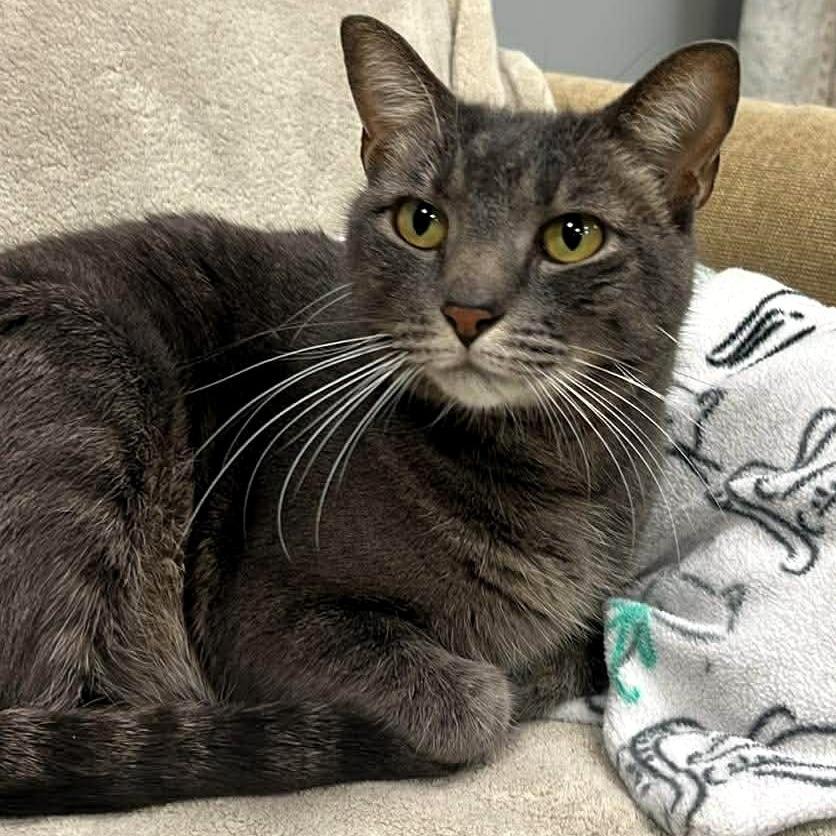 Enlarge Sebastian, a Adoptable Domestic Short Hair in Shawnee, KS image 5/6