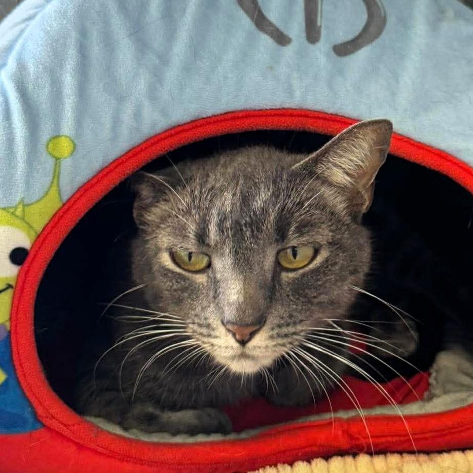 Enlarge Sebastian, a Adoptable Domestic Short Hair in Shawnee, KS image 6/6