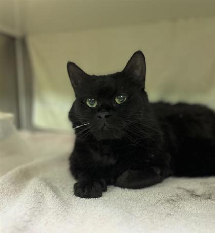 Princess (Pyomie), Adoptable, Senior Female Domestic Medium Hair & Domestic Short Hair.