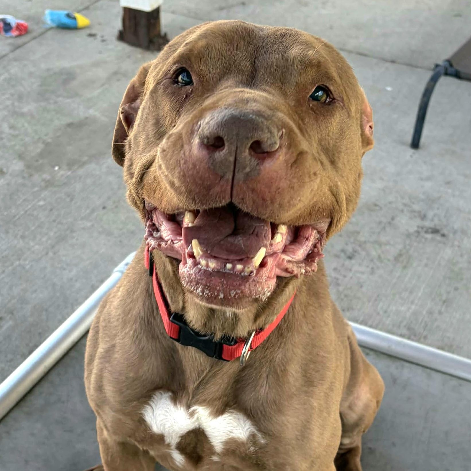 Zeva! Lovely Lady!, ADOPTABLE, Senior Female Pit Bull Terrier & Hound.