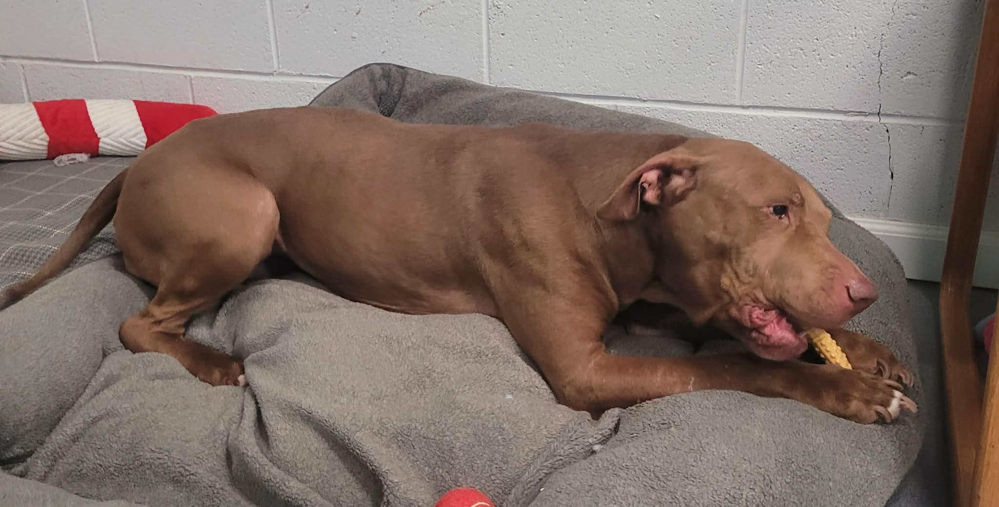 Enlarge Zeva! Lovely Lady!, a ADOPTABLE mixed breed in Meriden, CT image 6/6