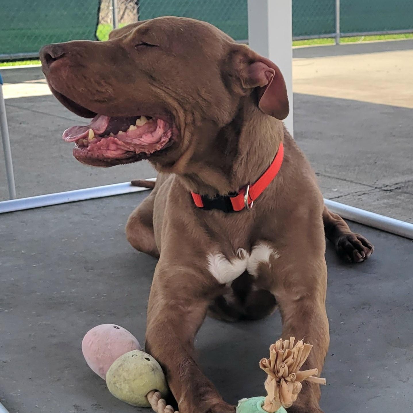 Enlarge Zeva! Lovely Lady!, a ADOPTABLE mixed breed in Meriden, CT image 2/6